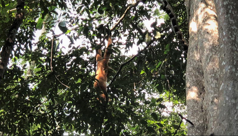 cat tien national park tour